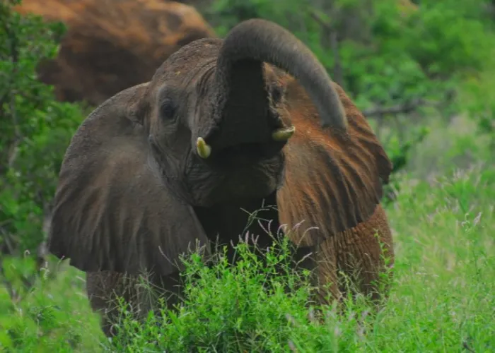 Tsavo West National Park